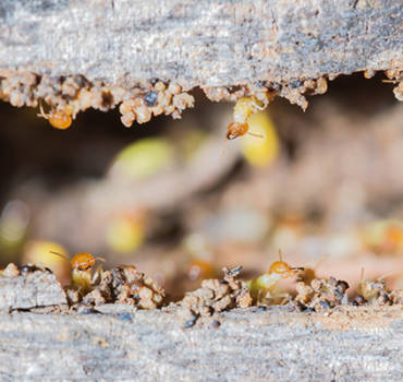 Termites
