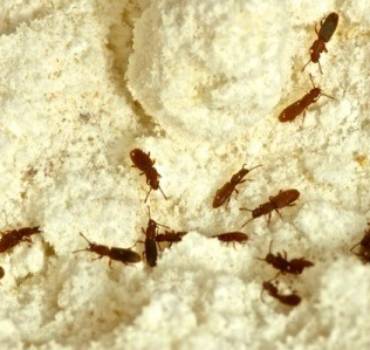 Pantry Pests
