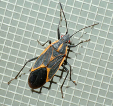 Occassional Invaders