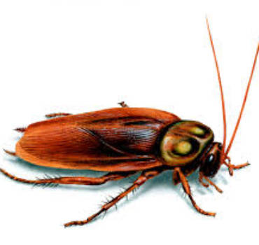 Roaches