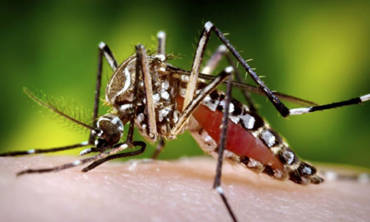 Mosquitoes Treatment<br/>