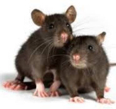 RODENTS