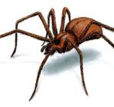 SPIDERS